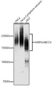 Anti-ABCC4 Antibody