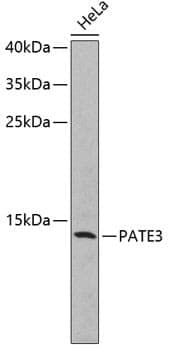 Anti-PATE3 Antibody