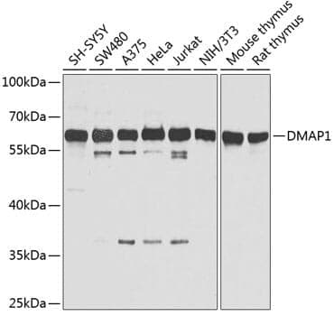 Anti-DMAP1 Antibody