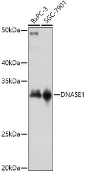Anti-DNASE1 Antibody