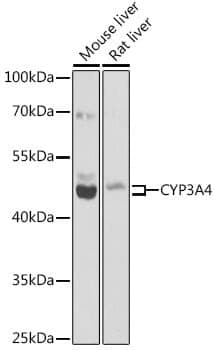 Anti-CYP3A4 Antibody