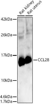 Anti-CCL28 Antibody