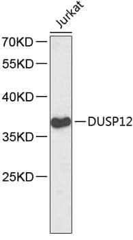 Anti-DUSP12 Antibody