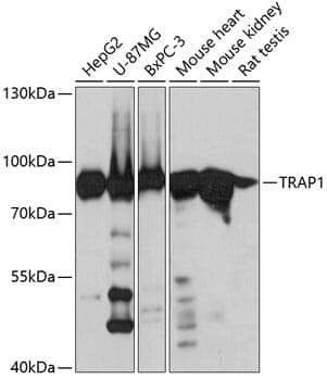 Anti-TRAP1 Antibody
