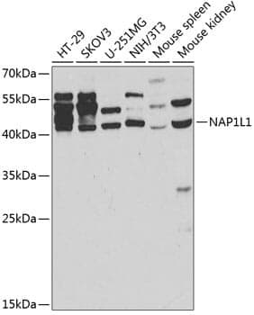Anti-NAP1L1 Antibody
