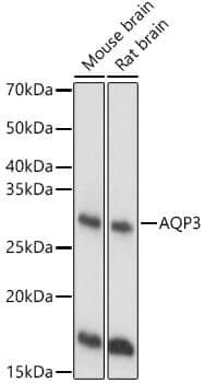 Anti-AQP3 Antibody