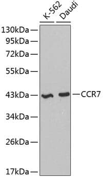 Anti-CCR7 Antibody
