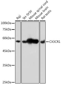 Anti-CX3CR1 Antibody