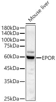 Anti-EPOR Antibody