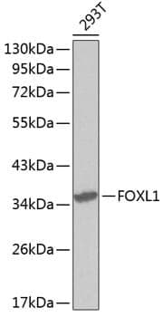 Anti-FOXL1 Antibody
