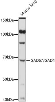Anti-GAD1 Antibody