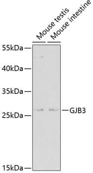 Anti-GJB3 Antibody