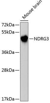 Anti-NDRG3 Antibody