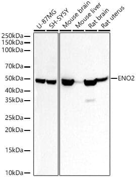Anti-ENO2 Antibody