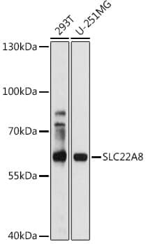 Anti-SLC22A8 Antibody