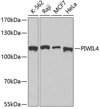 Anti-PIWIL4 Antibody - Identical to Abcam (ab180867)