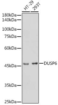 Anti-DUSP6 Antibody