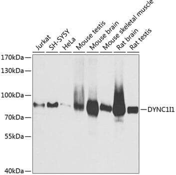 Anti-DYNC1I1 Antibody