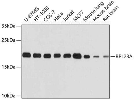 Anti-RPL23A Antibody