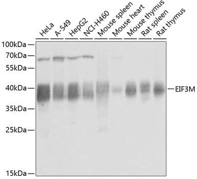 Anti-EIF3M Antibody