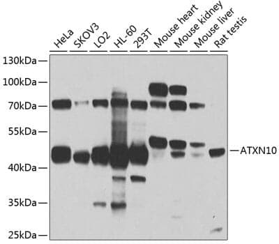 Anti-ATXN10 Antibody