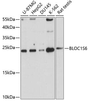 Anti-BLOC1S6 Antibody