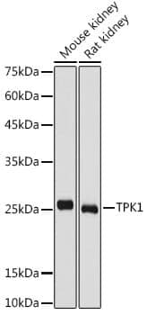 Anti-TPK1 Antibody