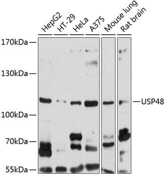 Anti-USP48 Antibody