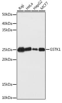 Anti-GSTK1 Antibody