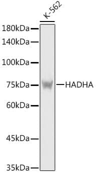 Anti-HADHA Antibody