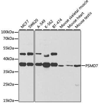 Anti-PSMD7 Antibody - Identical to Abcam (ab186841)