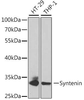 Anti-SDCBP Antibody