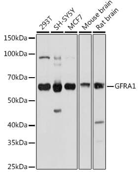 Anti-GFRA1 Antibody - Identical to Abcam (ab186855)