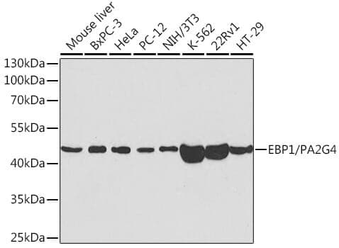 Anti-PA2G4 Antibody - Identical to Abcam (ab186846)