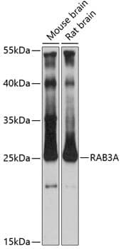 Anti-RAB3A Antibody