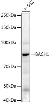 Anti-BACH1 Antibody