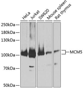 Anti-MCM5 Antibody