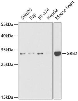 Anti-GRB2 Antibody