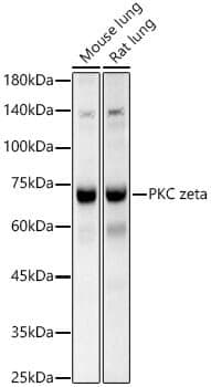 Anti-PRKCZ Antibody