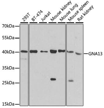 Anti-GNA13 Antibody