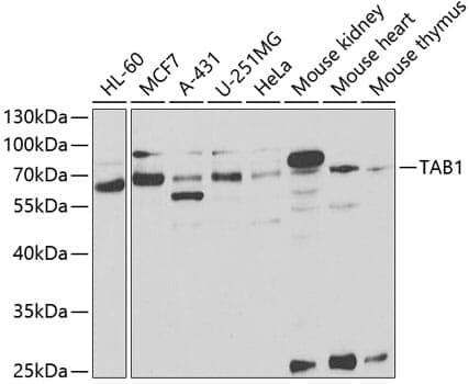 Anti-TAB1 Antibody