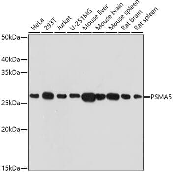 Anti-PSMA5 Antibody - Identical to Abcam (ab189855)