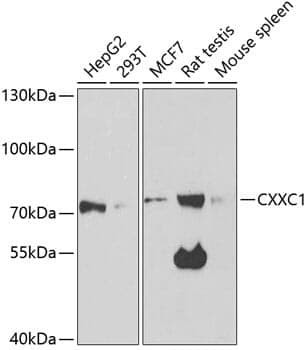 Anti-CXXC1 Antibody - Identical to Abcam (ab189829)