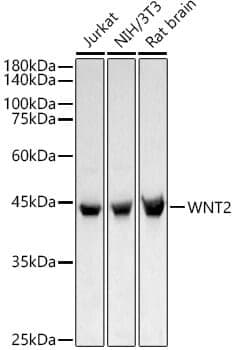 Anti-WNT2 Antibody