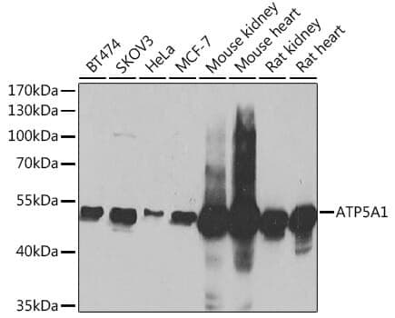 Anti-ATP5A1 Antibody