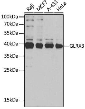 Anti-GLRX3 Antibody