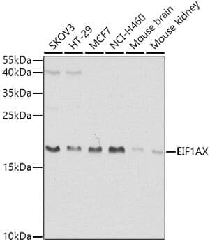 Anti-EIF1AX Antibody