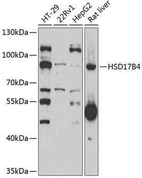 Anti-HSD17B4 Antibody