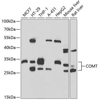 Anti-COMT Antibody