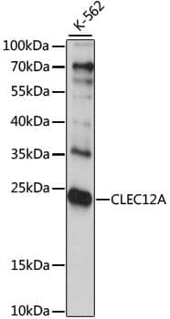 Anti-CLEC12A Antibody
